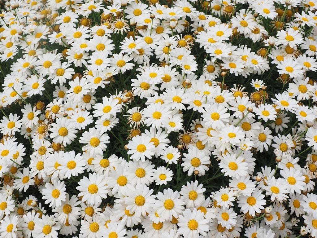 Daisies