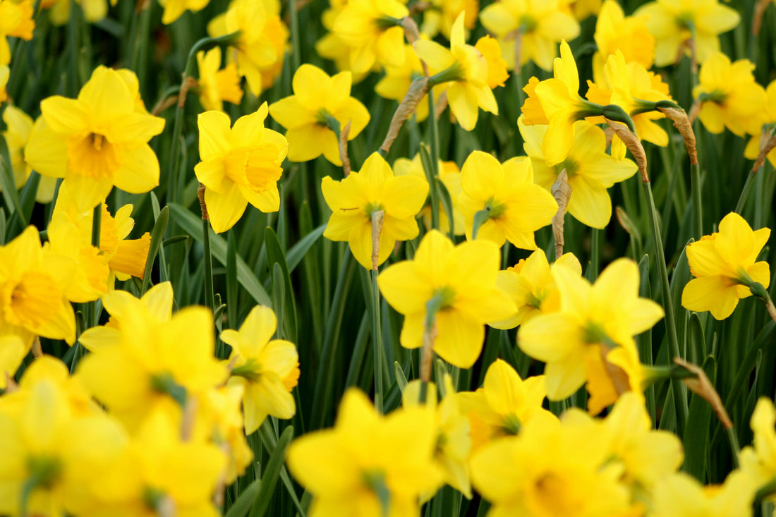 March Birth Flower: Daffodil and Jonquil