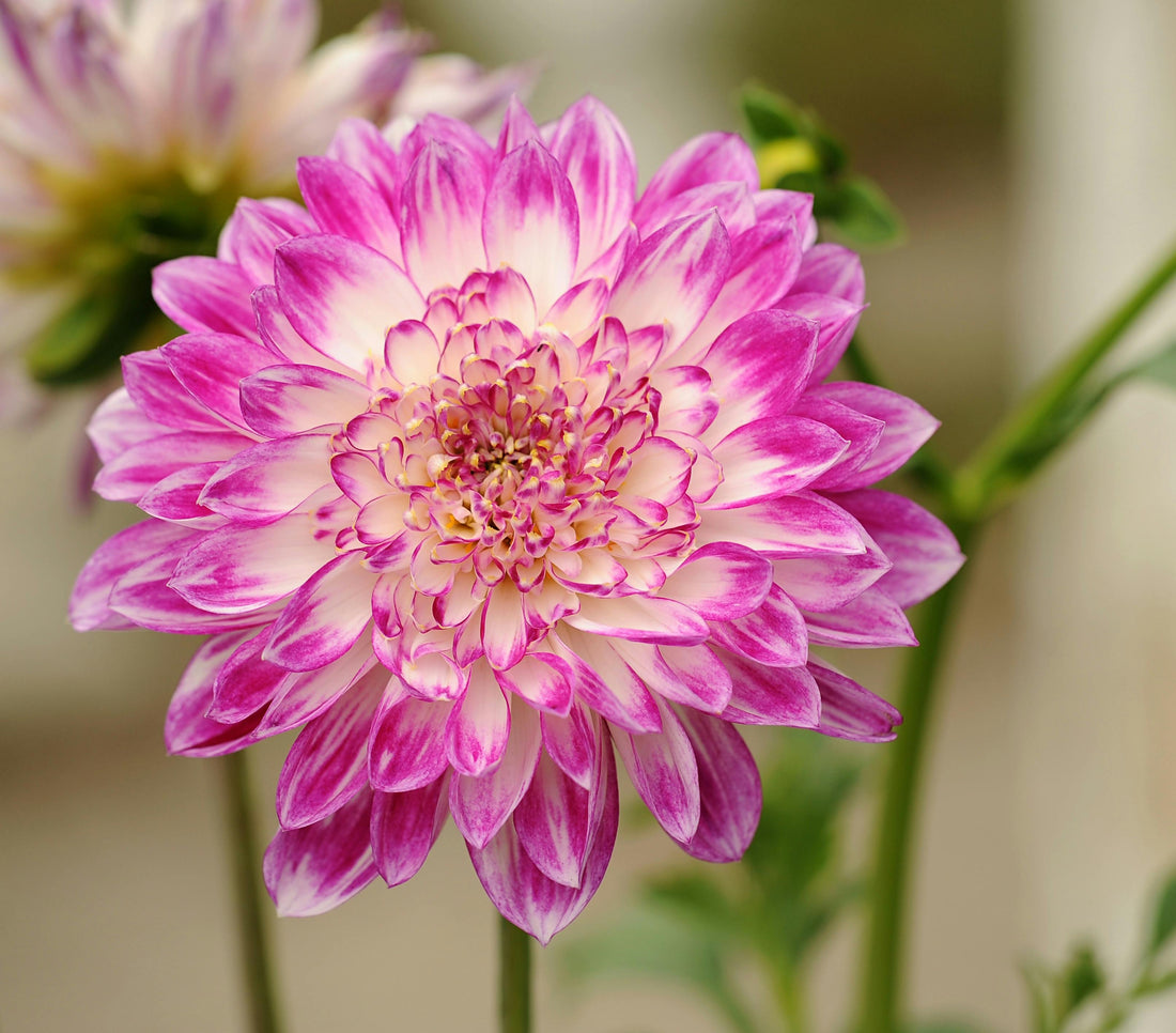 What Colour Should Mother's Day Flowers Be?