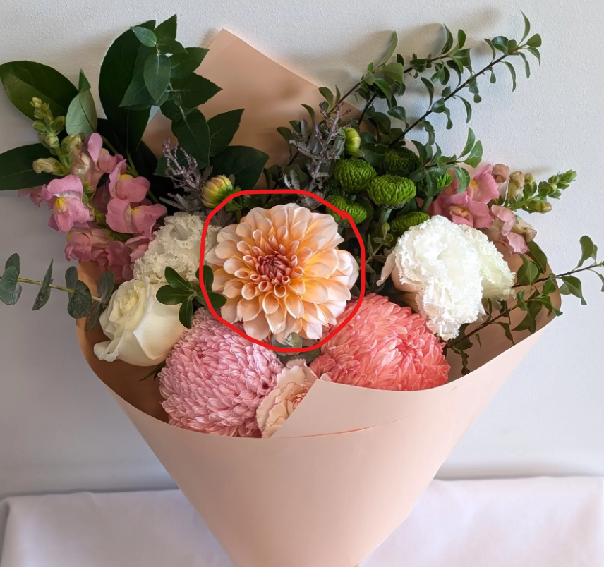 Discover Dahlias: A Simple Guide for Flower Lovers