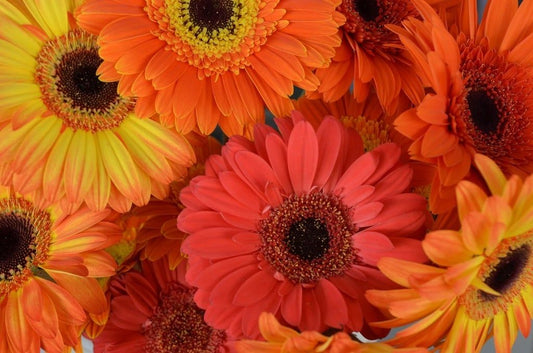 Gerberas