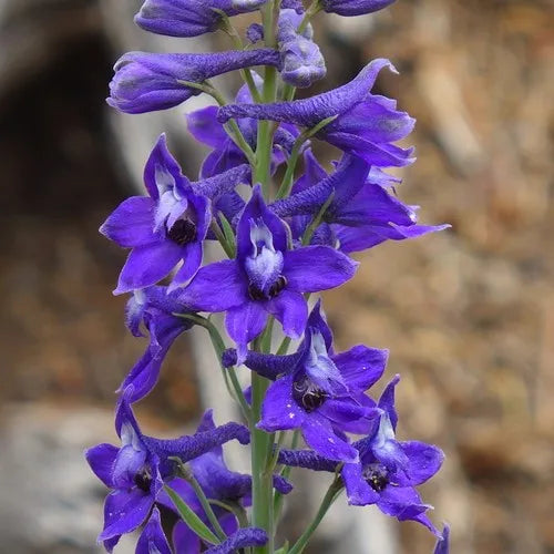 Larkspur - July Birth Flower