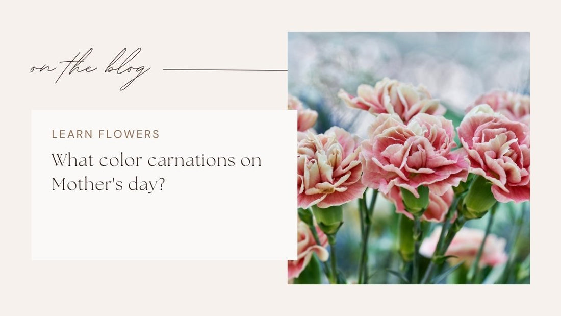What color carnations on Mother's day?