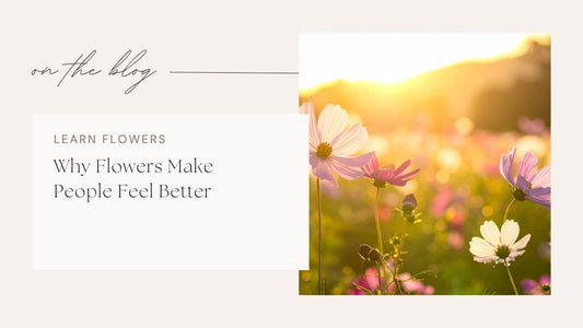 Why Flowers Make People Feel Better