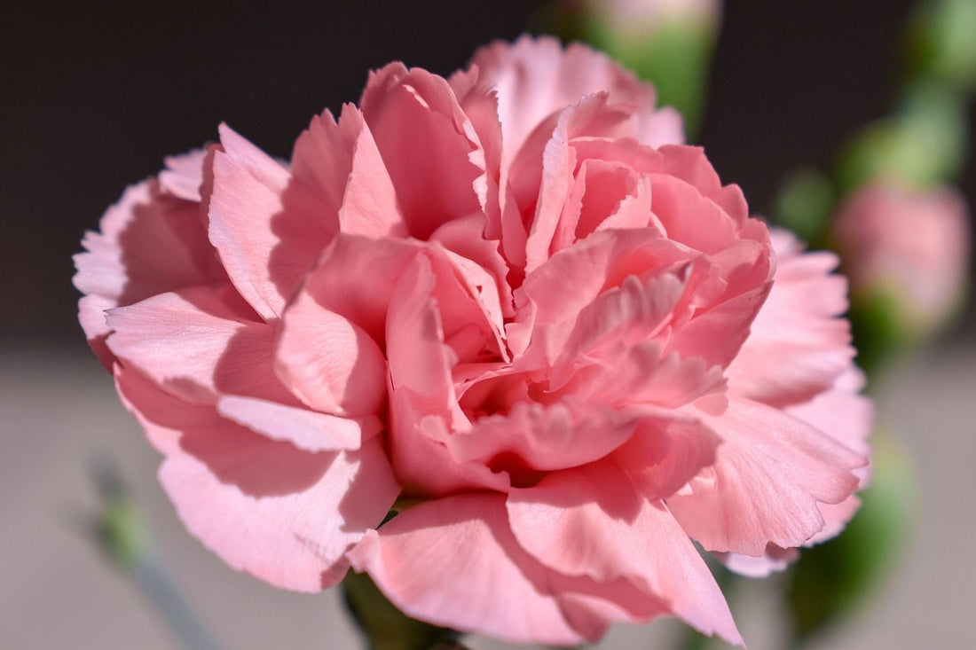 carnations