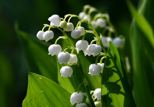 Lily of the Valley