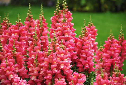 Snapdragons