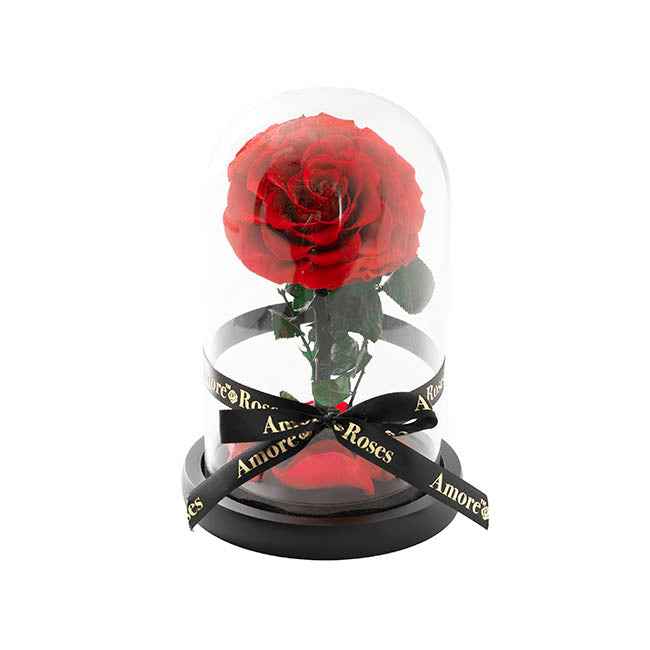 Amore Forever Rose Single Stem Cloche Red