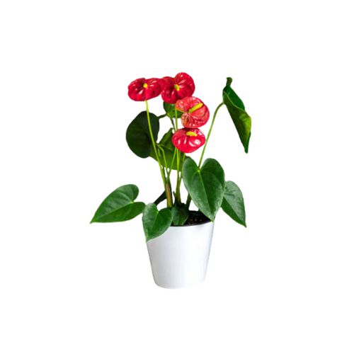 Anthurium Laceleaf With Pot
