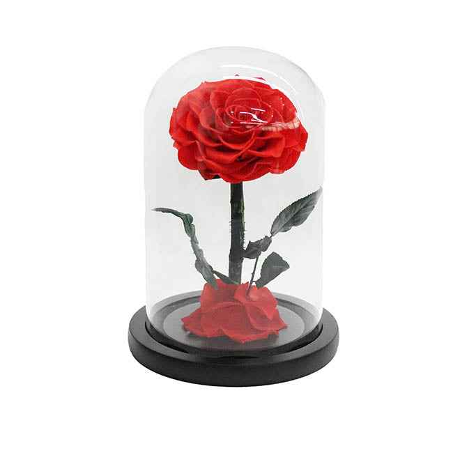Amore Forever Rose Single Stem Cloche Red