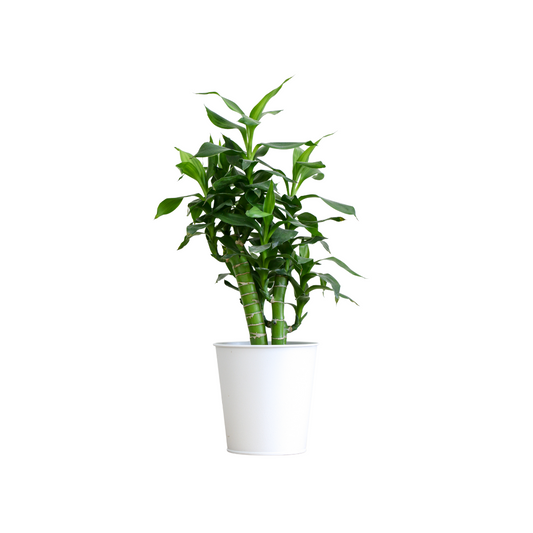Lucky Bamboo With Ceramic Pot