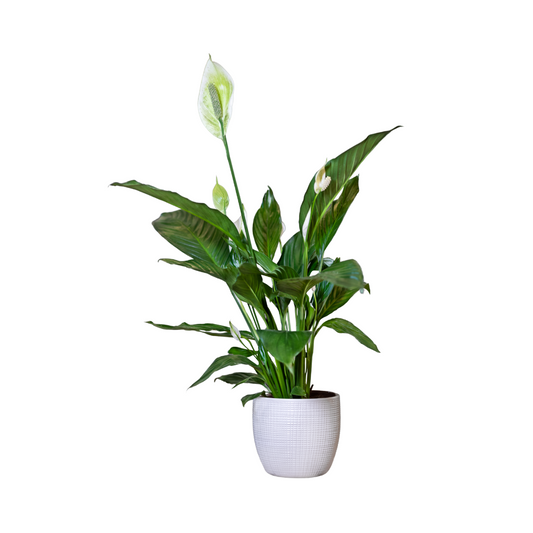 Peace Lily With Pot