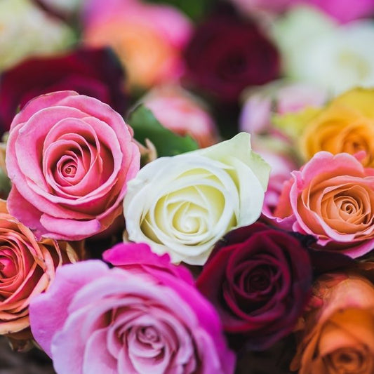 Roses by Colour & Stems