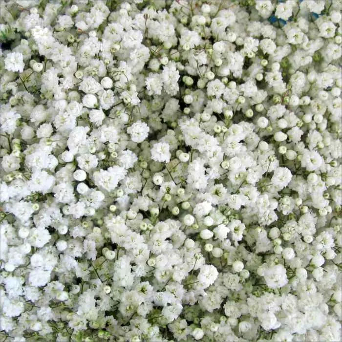 Baby Breath Bouquet