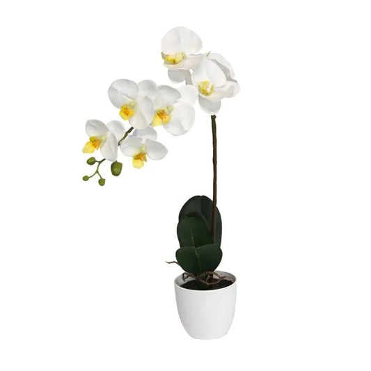 Orchid White With Vase